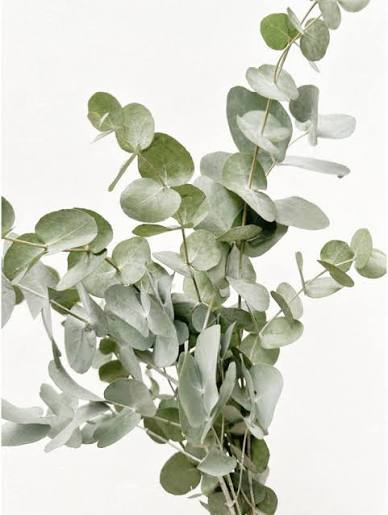 eucalyptus eucalyptus radié respiration senior