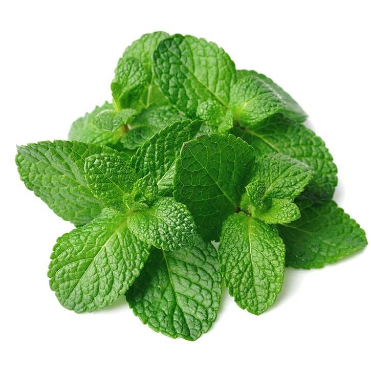menthe-poivree menthe poivrée fraîcheur chaleur senior